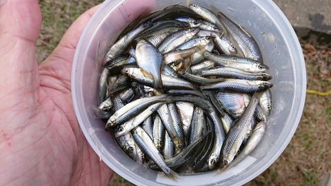 [画像:492ba555-s.jpg]