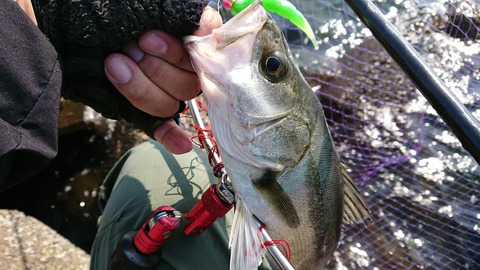 [画像:5965bc21-s.jpg]