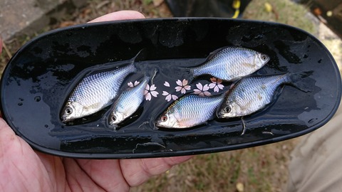 [画像:7684154d-s.jpg]