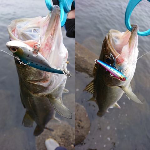 [画像:7796f948-s.jpg]