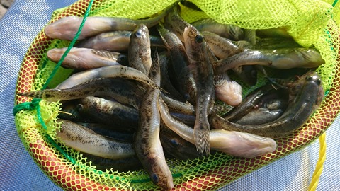 [画像:800a1bfe-s.jpg]