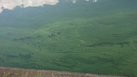 [画像:81f08103-s.jpg]