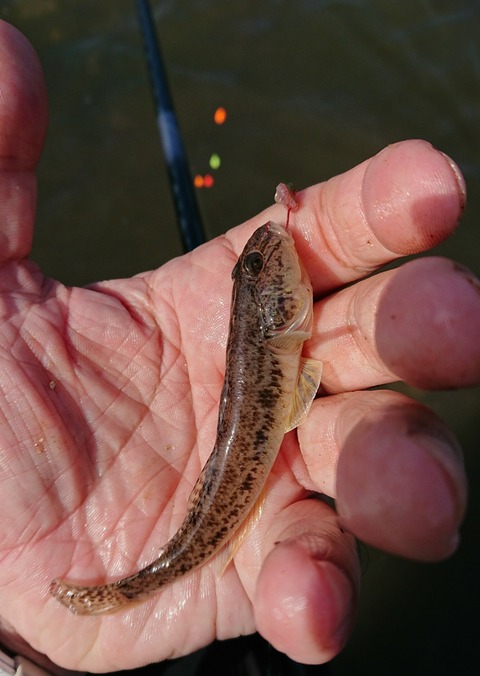 [画像:f75268c2-s.jpg]