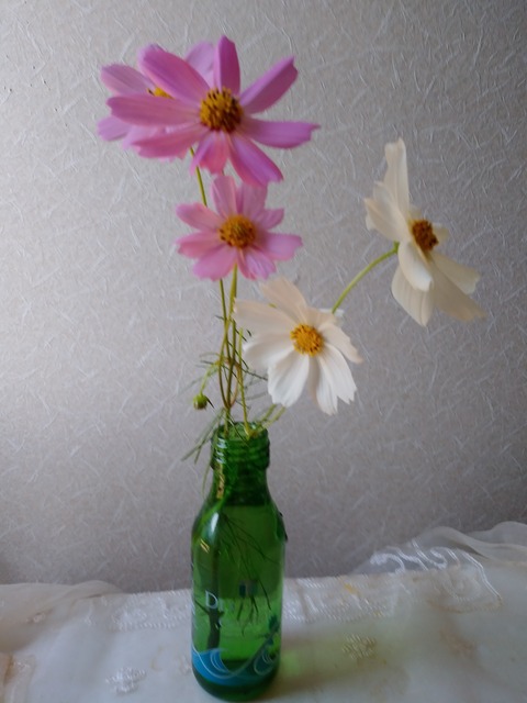 玄関のコスモス