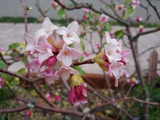 沈丁花２０２２