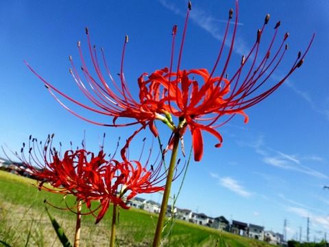 彼岸花