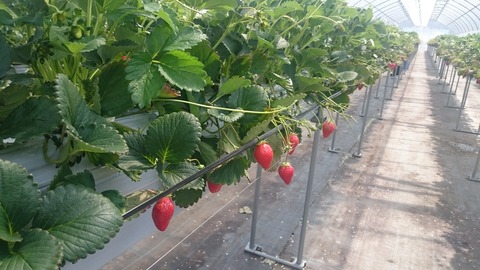 苺　２０１７・２