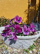 苗からのビオラ