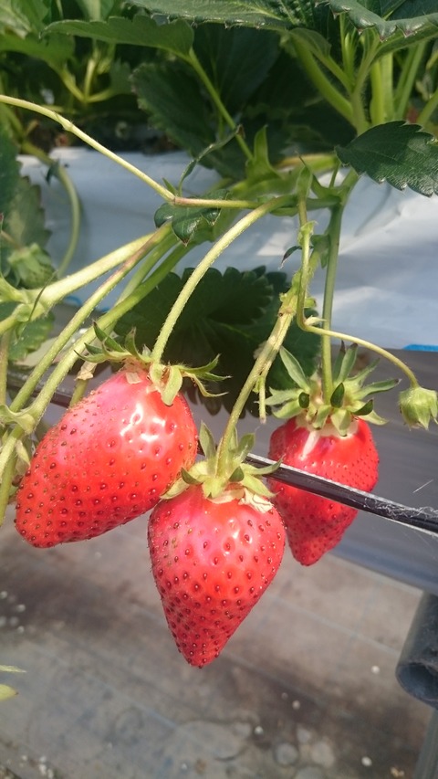 １苺２０１７・