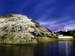 彦根城　ライトアップ