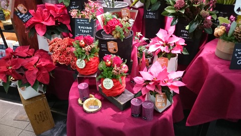 クリスマス花２０１８－１