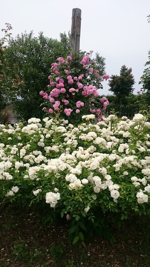 バラ・ハーブ園２０１８－１