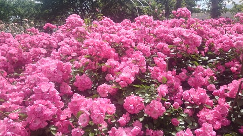 バラ・ハーブ園4