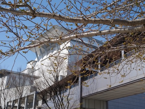 びわ湖ホールと桜