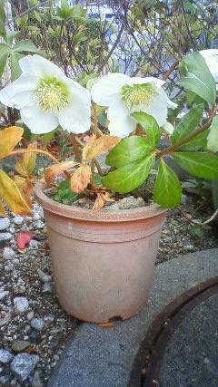 クリスマスローズ