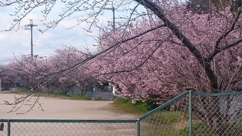 川津桜１