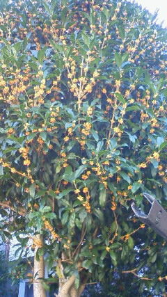 金木犀２０１４