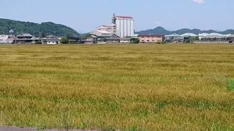 早苗２０１８