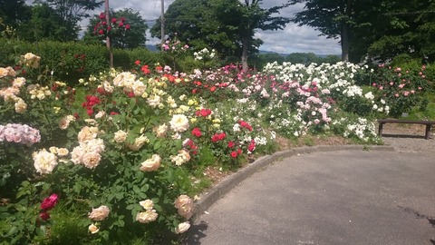 バラ・ハーブ園3