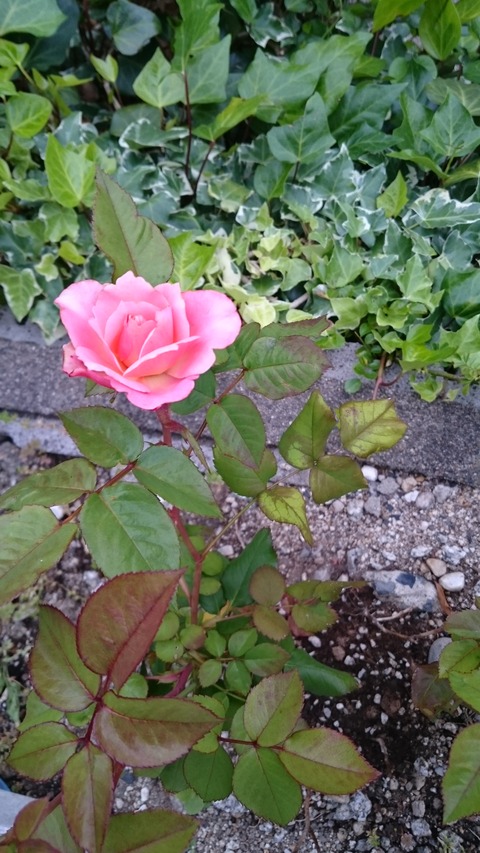 岡村さんからのバラ２０１９