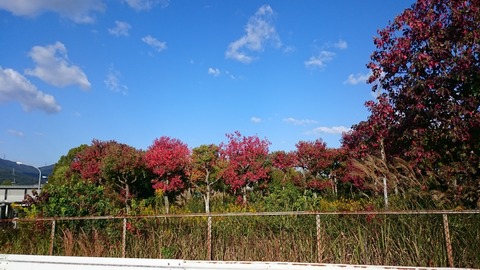 瀬田西インターのもみじ