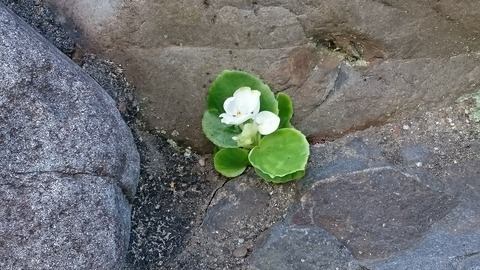 ど根性　ベゴニア