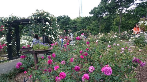 バラ・ハーブ園　２０１５・５・２３