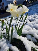 雪の中の水仙