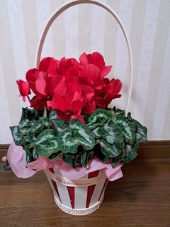 シクラメン２０２３