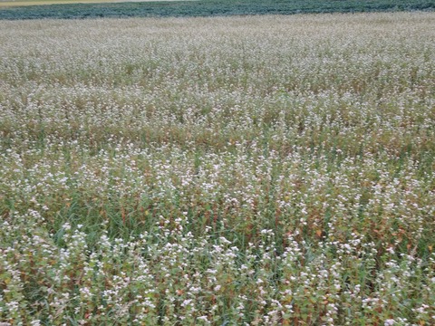 蕎麦の花２０１９