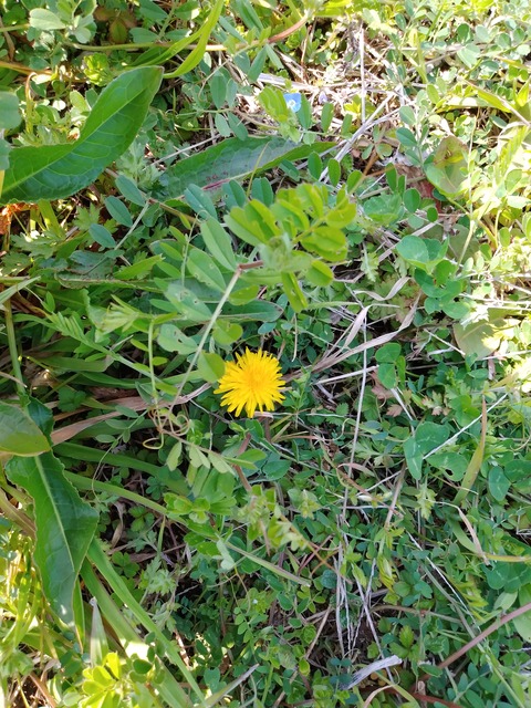 タンポポ２０２０