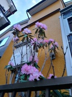 シャクナゲ２０２３