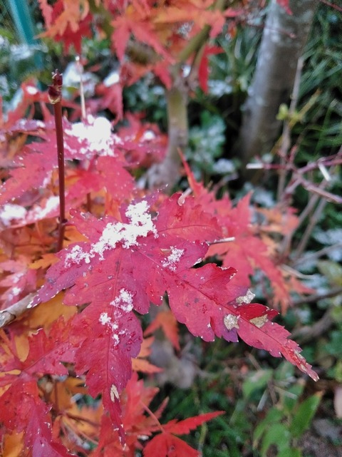 紅葉と雪