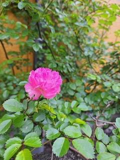 たった１つのバラ