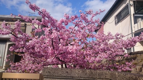 川津桜２