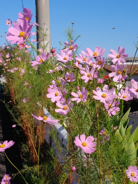 コスモス9・27