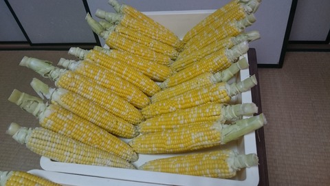 トウモロコシ１