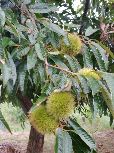 栗２０１９－２