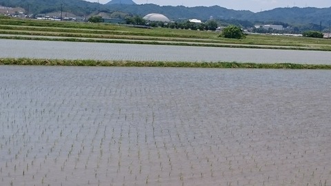 早苗２０１８