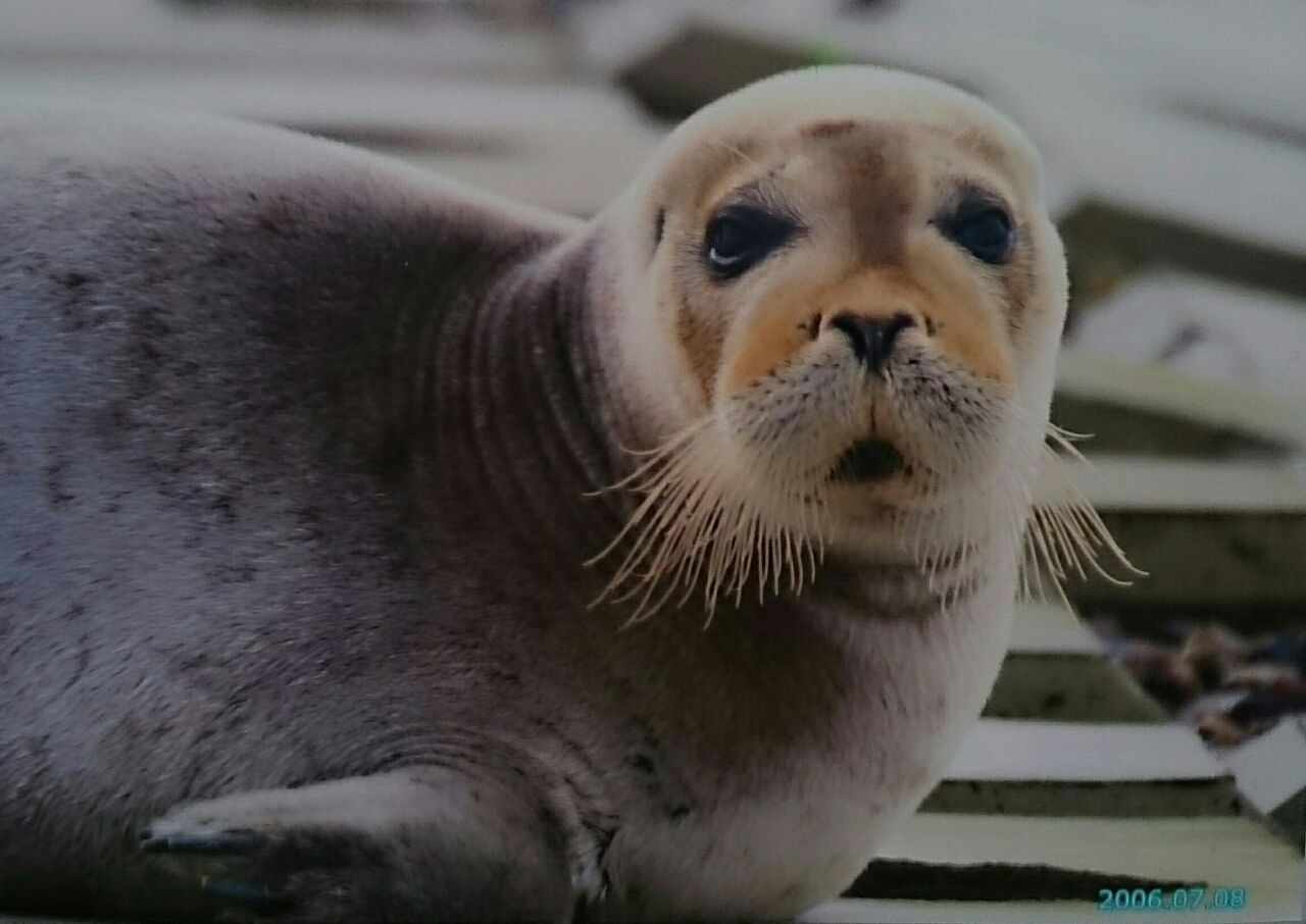 徳島新聞記事 アザラシ ナカちゃん ゆるキャラ あななん カメ太郎 アザラシめぐりあい 徳島新聞記事 アザラシ ナカちゃん ゆるキャラ あななん カメ太郎 アザラシめぐりあい