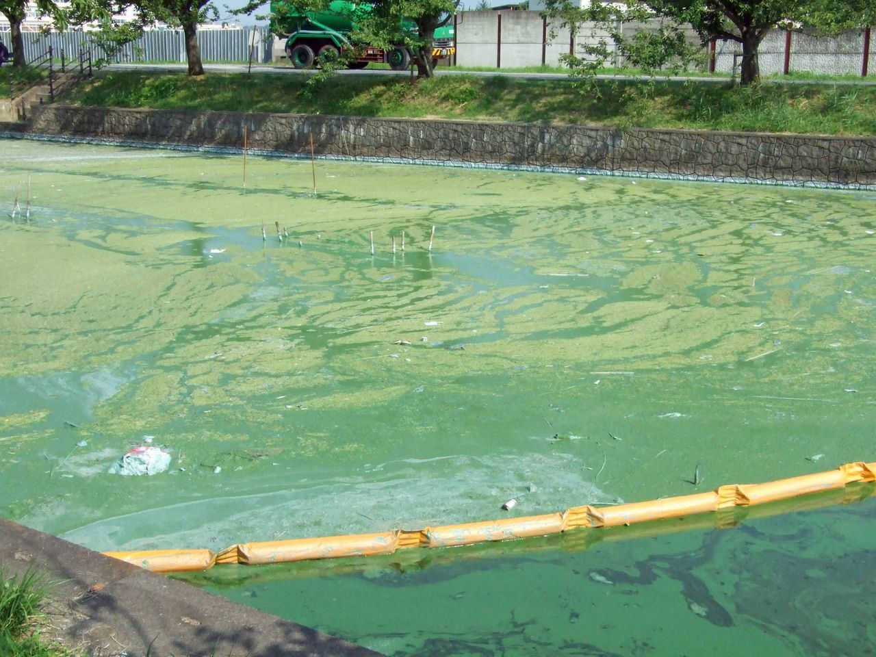 霞ヶ浦のアオコ : 霞ヶ浦流域の徒然日誌（野鳥その他諸々のこと）