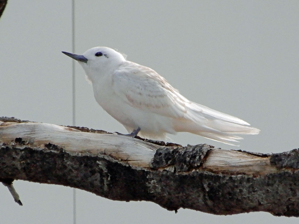 シロアジサシ 霞ヶ浦流域の徒然日誌 野鳥その他諸々のこと