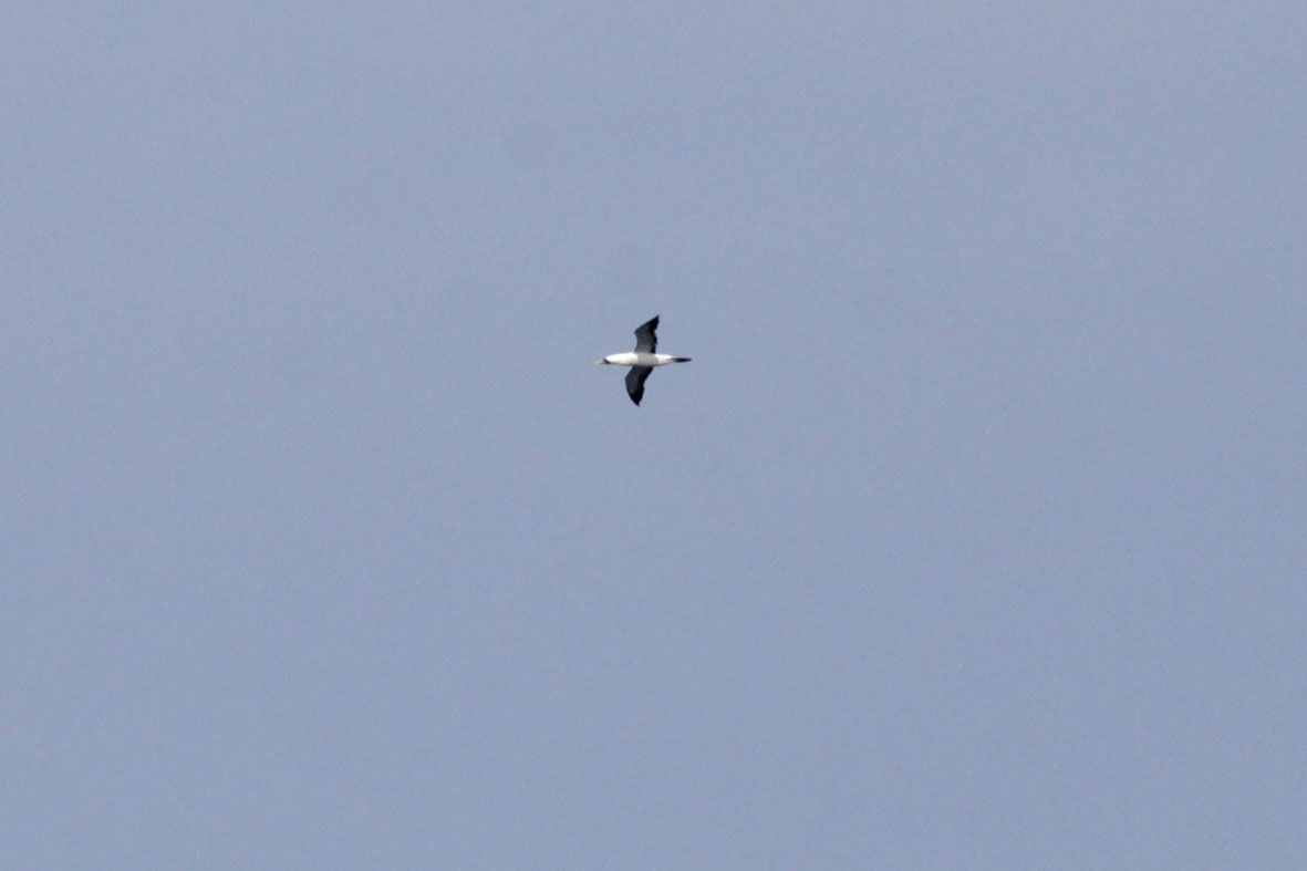 アオツラカツオドリ クロアシアホウドリ 霞ヶ浦流域の徒然日誌 野鳥その他諸々のこと