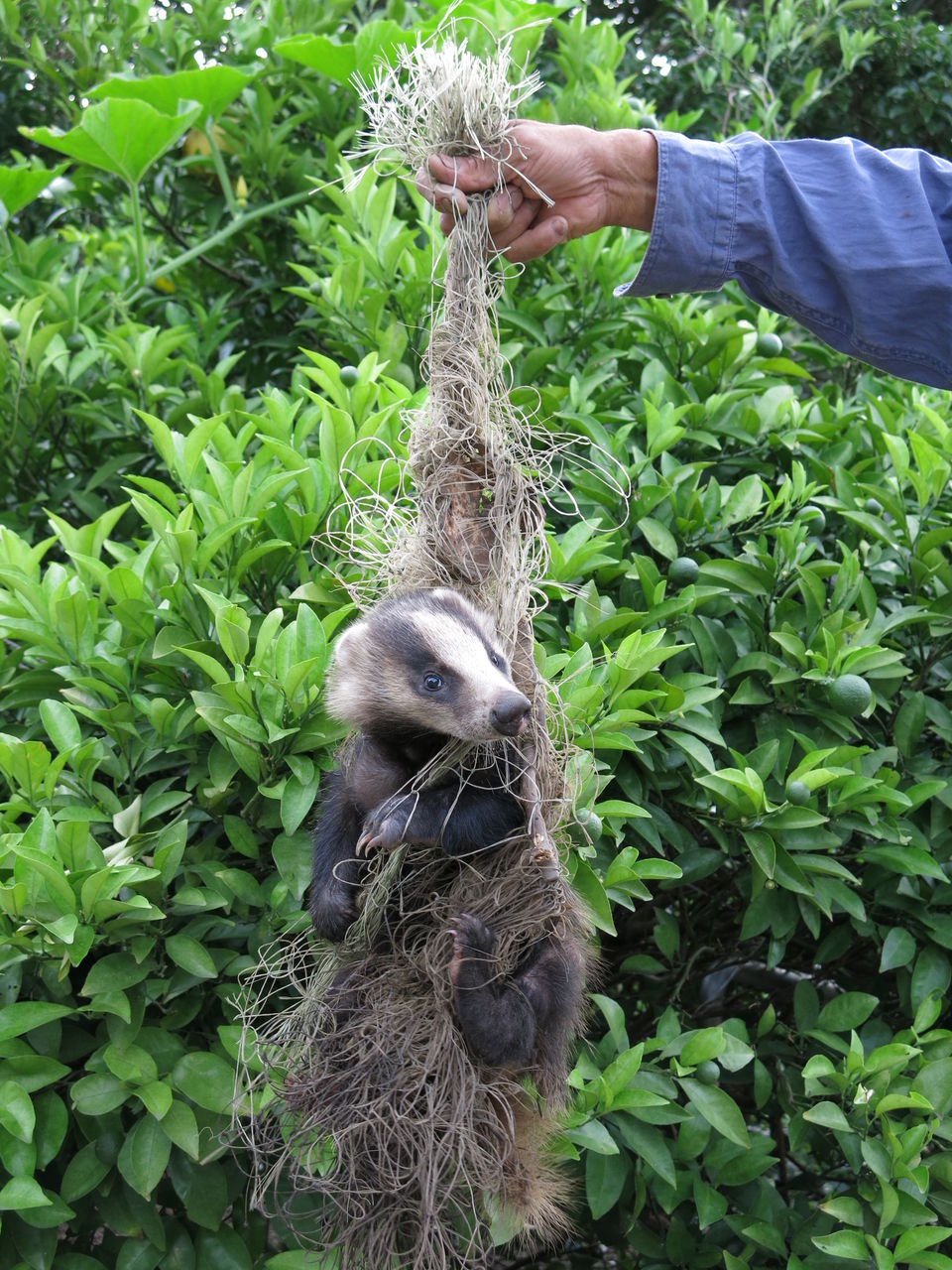 アナグマを捕獲 エコ工房 歳時記