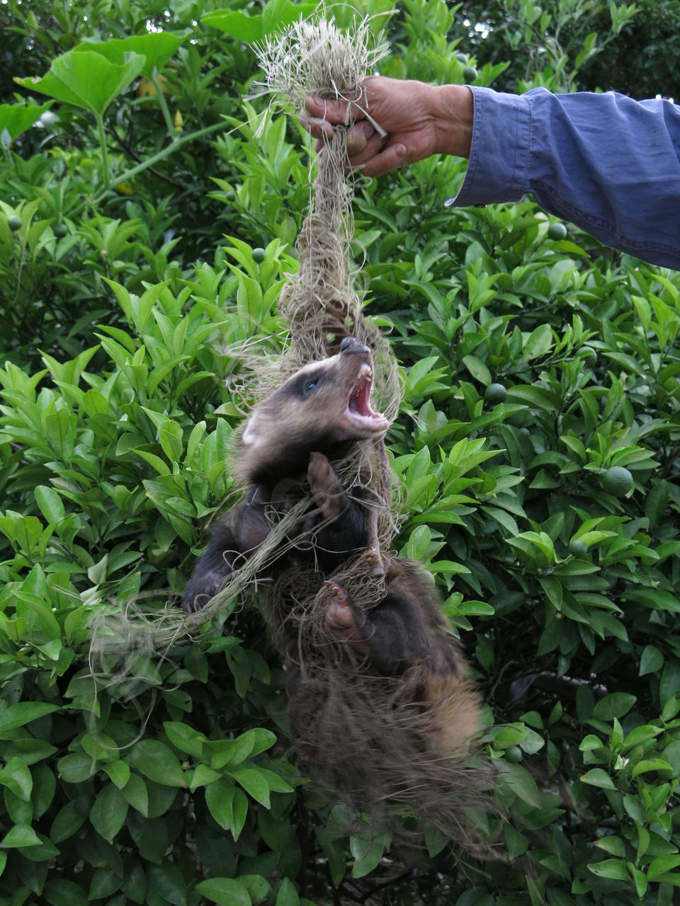 アナグマを捕獲 エコ工房 歳時記 アナグマを捕獲 エコ工房 歳時記