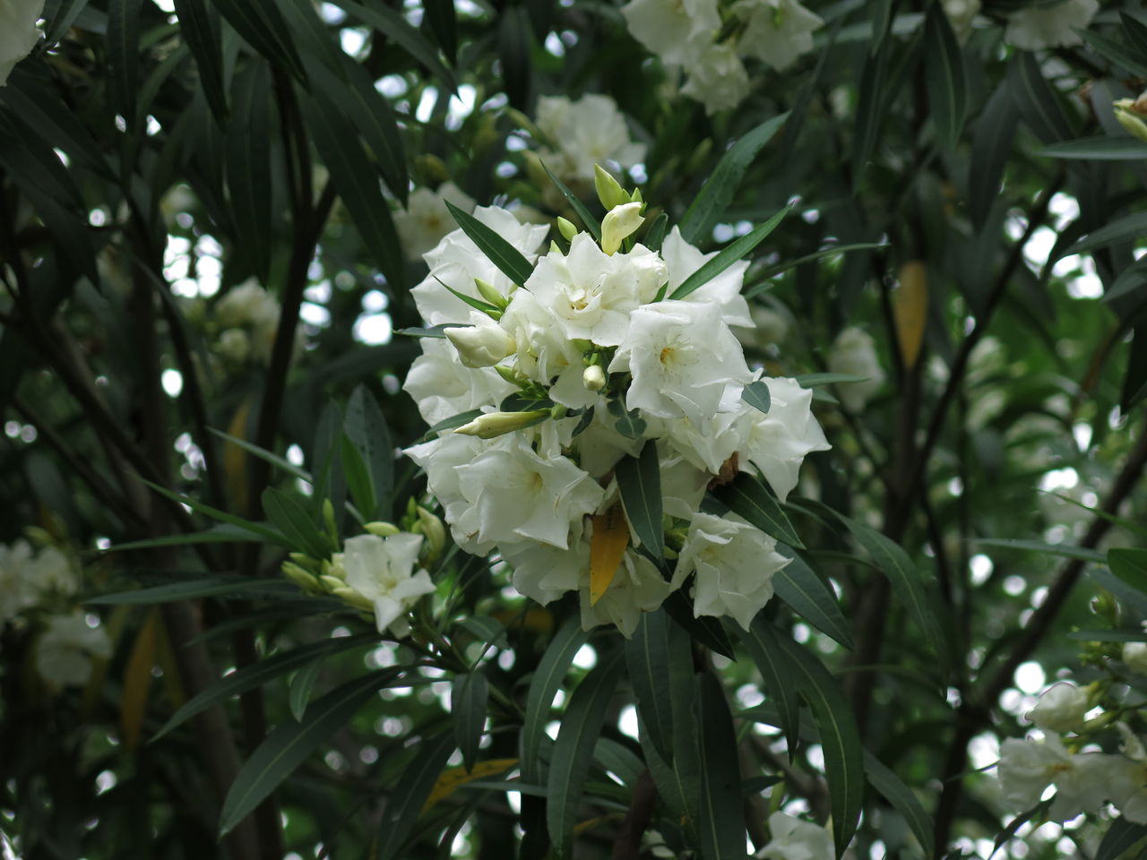 私の雨降り花 エコ工房 歳時記