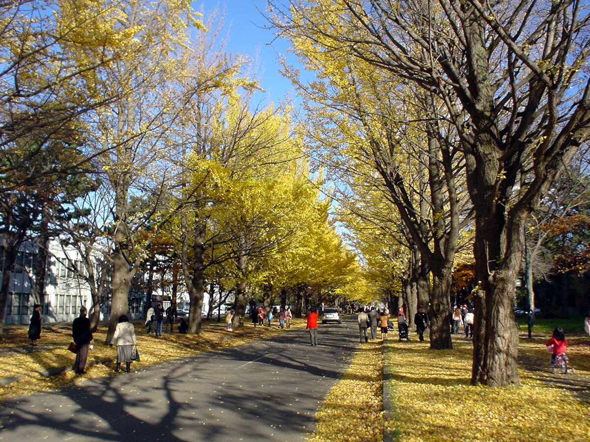 北海道大学のイチョウ並木 札幌の風景04 06 北海道大学のイチョウ並木 札幌の風景04 06