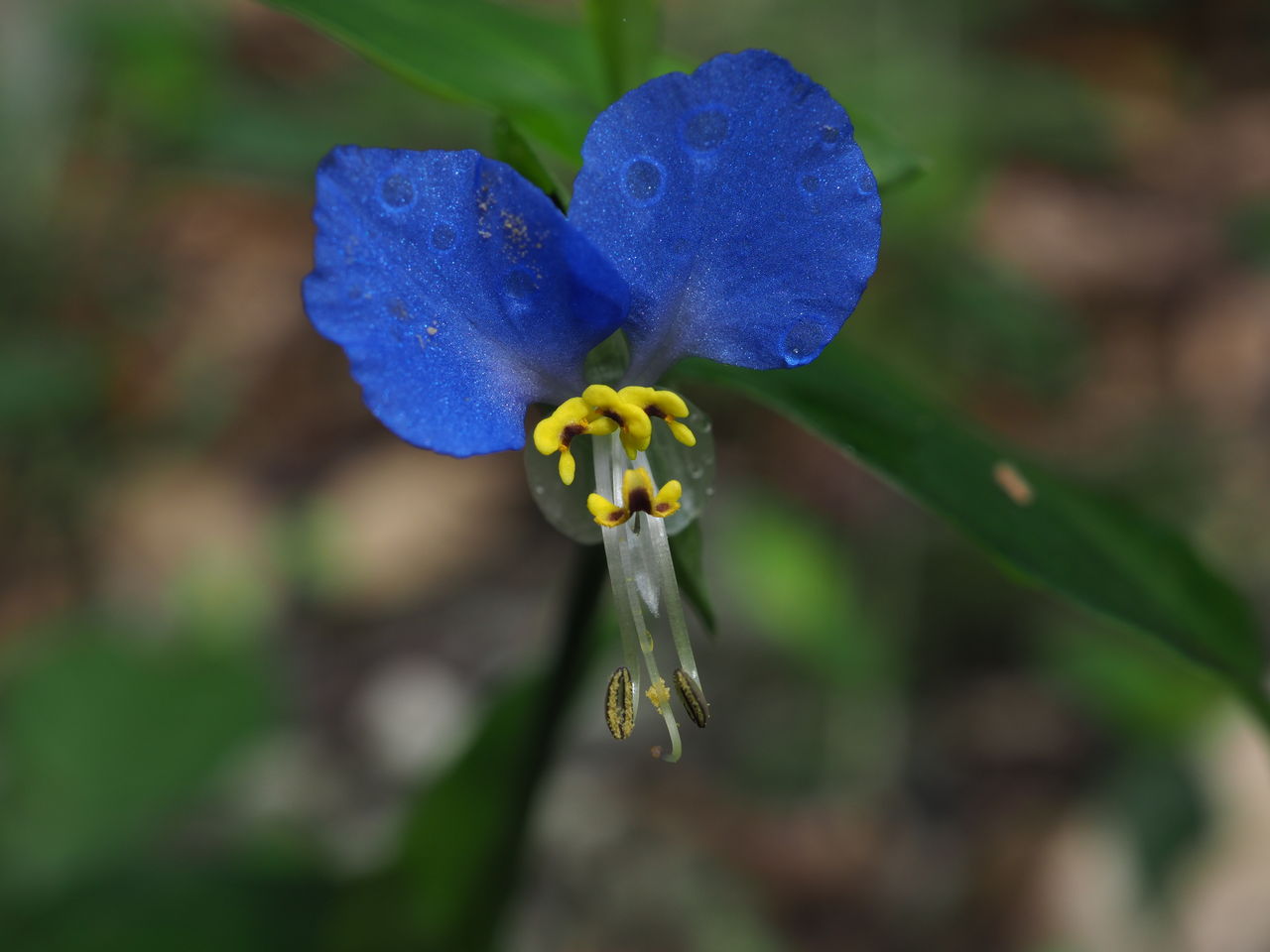 朝露の中で咲く青い花 エコフォト歳時記