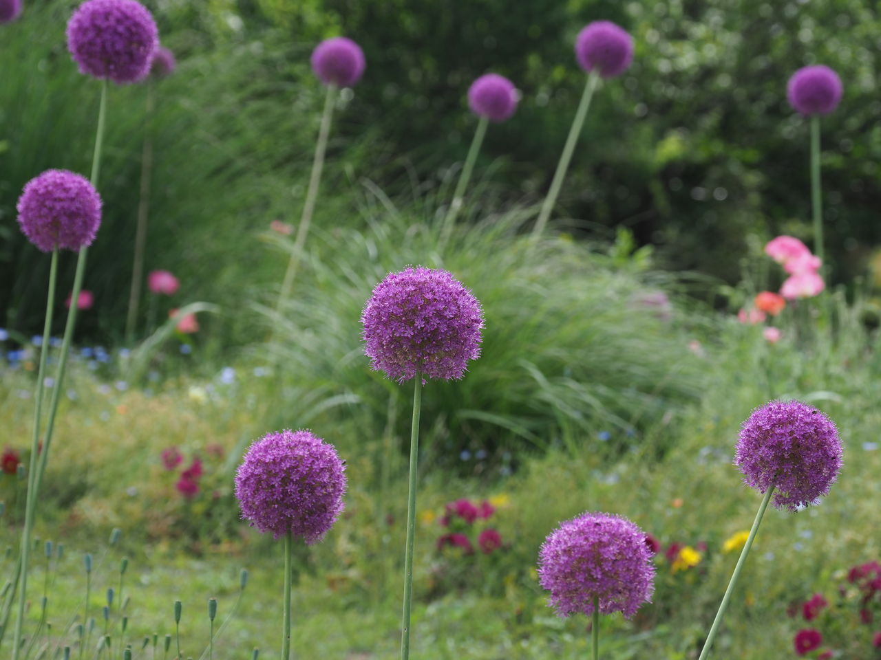 百合の開花始まる花公園にて エコフォト歳時記