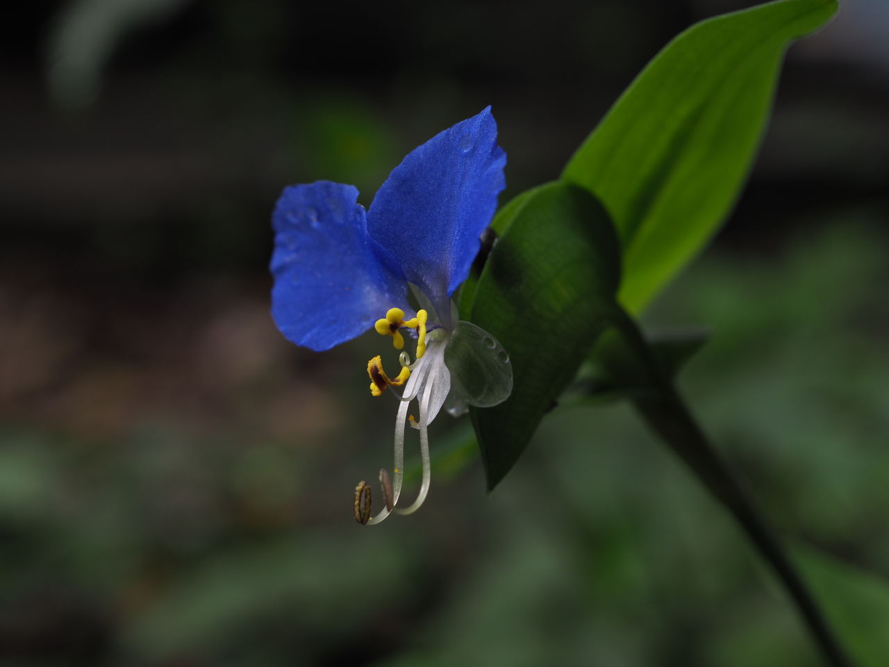 朝露の中で咲く青い花 エコフォト歳時記